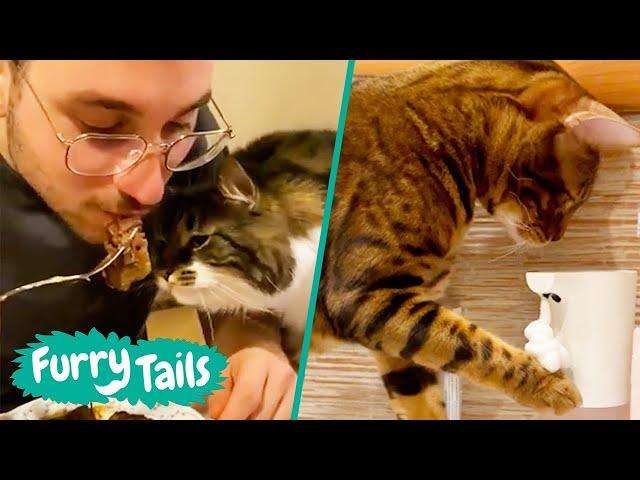  Best Viral Cat Videos  | Furry Tails