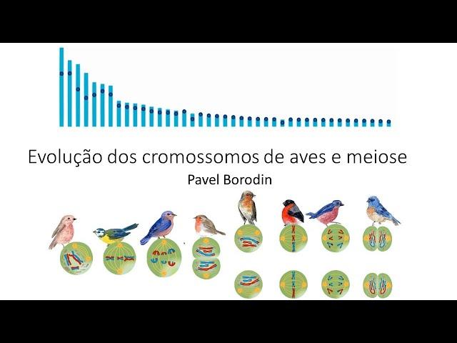 Pavel Borodin "Avian chromosome evolution and meiosis"