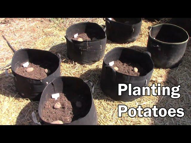 My Soil Recipe For Growing Potatoes In Grow Bags and Planting Potatoes