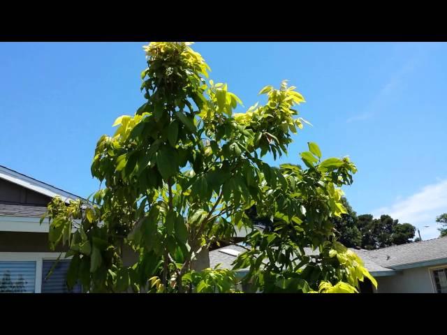 Growing sweetheart lychee in Southern California