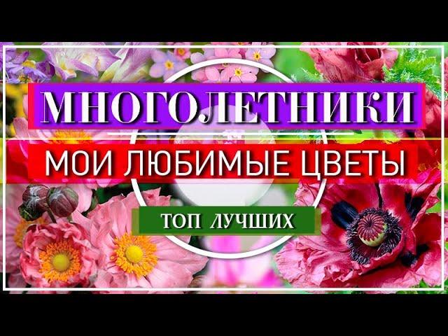  Мои Любимые САМЫЕ Неприхотливые Многолетние ЦВЕТЫ  Их легко можно вырастить из Семян