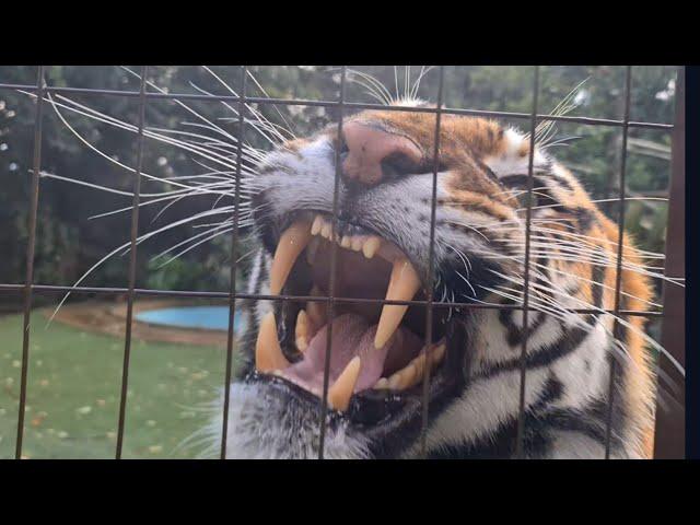 Best Roar from a tiger after swimming!