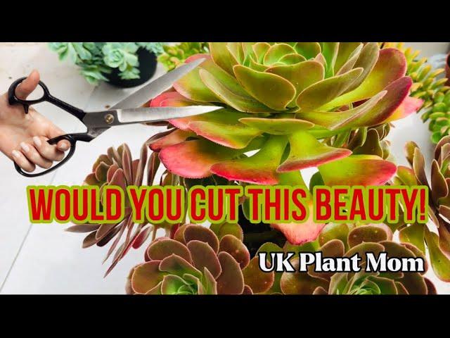 HOW TO PRUNE YOUR AEONIUMS?