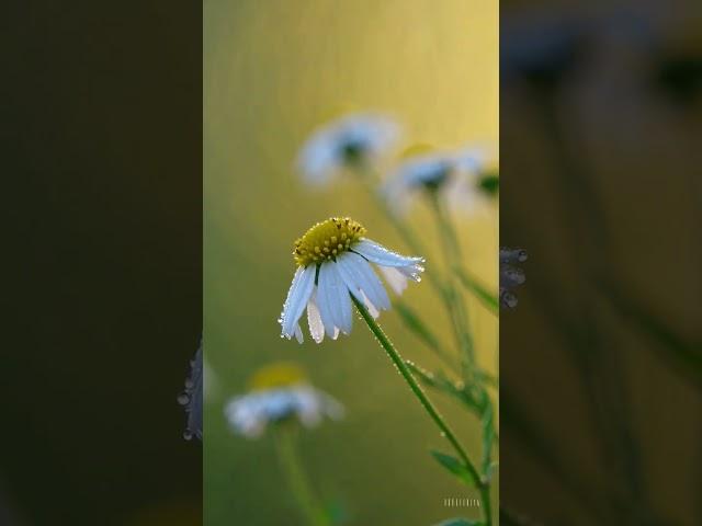 임영웅의 ‘온기’는 외로운 마음에 살며시 닿는 따뜻한 노래입니다. 담담한 목소리 속 진심 어린 위로가 스며들어, 듣는 이의 마음을 포근히 안아줍니다.
