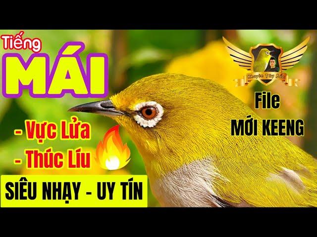 Khuyên Mái KÍCH LÍU MÙA ĐÔNG - Tiếng Mái Khá Nhạy Vực Lửa Mộc Dở Hoặc Chim Thi Đấu | KTB