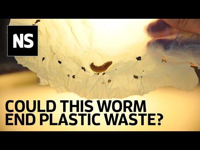 Wax worm saliva breaks down plastic and could be answer to plastic waste