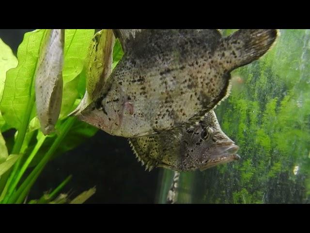 South-American Leaf fish, Monocirrhus polyacanthus, Spawning & Fighting!