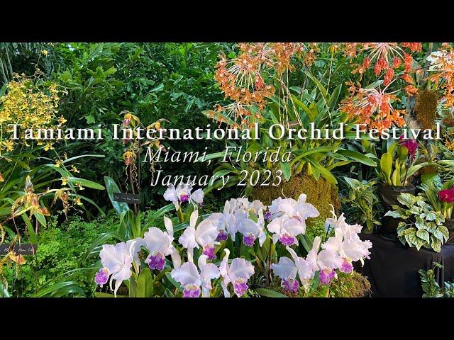 Tamiami International Orchid Festival, Florida Jan 2023