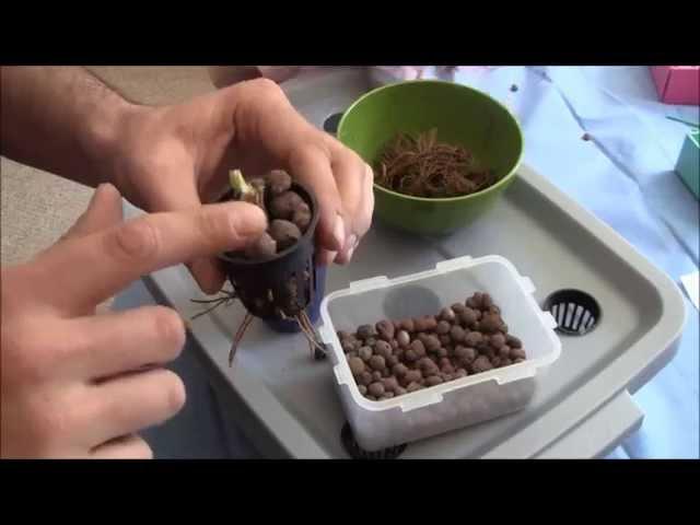 How To Plant Bareroot Strawberries For Hydroponics