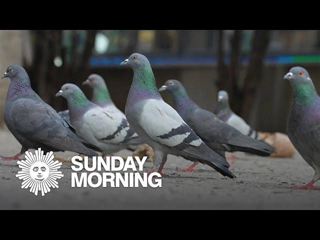 The secret life of pigeons