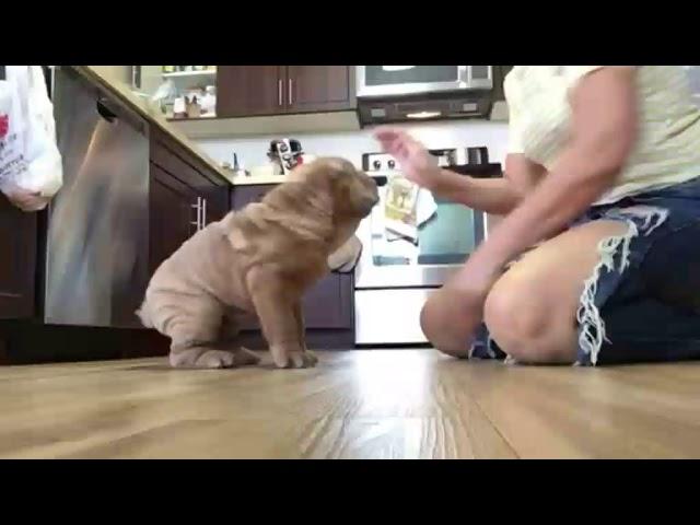 It’s easy to train Shar-Pei if you do it in time