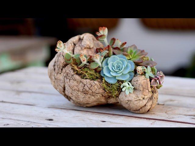 How to Plant Succulents on Driftwood (without soil)