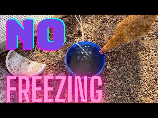 Cheap Chicken Waterer for Winter that Resist Freezing Even Off Grid