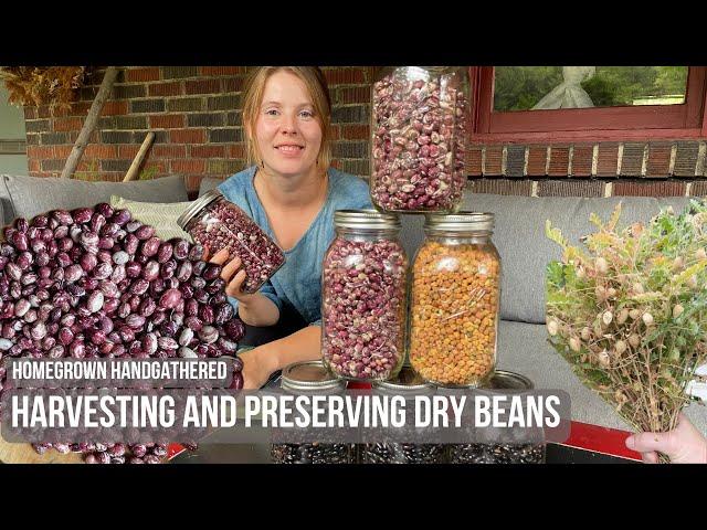 Harvesting and Preserving Dry Beans for Winter