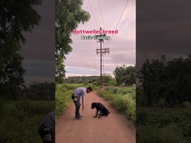 Rottweiler breed basic training #rottweiler #dog #dogtraining #dogtrainer #shorts ￼