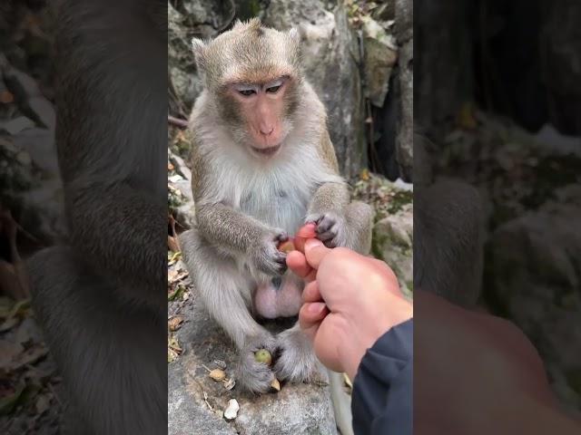 FUNNY MONKEY Video  Try not to Laugh