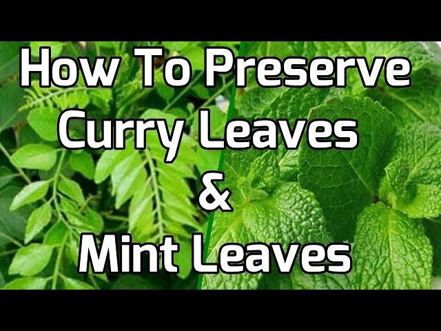 How to Preserve Curry Leaves and Mint Leaves for a Long Time| Curry leaves  Mint Leaves Preservation