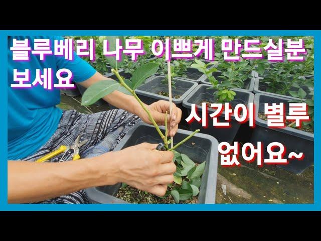 블루베리 묘목 이쁘게 키우실분 시간이 별로 안남았습니다 블루베리 가지치기  전지 전정 블루베리 나무 블루베리 재배 블루베리키우기 귀농 귀촌 시골 농사 농부 농업 텃밭