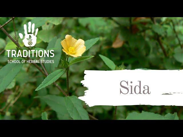 Sida