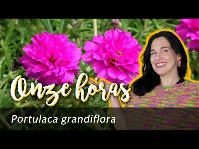 Onze-horas – Portulaca grandiflora