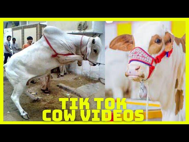 Tik Tok Eid Ul Adha Special | Cow Tik Tok | Cow Videos | Qurbani | Qurbani Ke Janwar | Bakra Eid