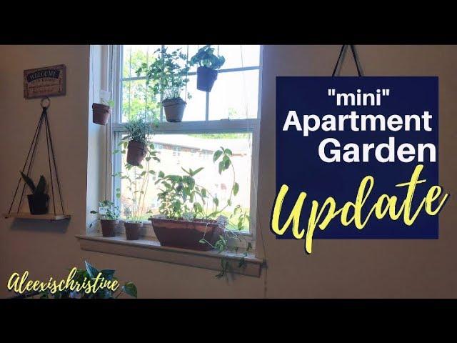 Apartment Garden UPDATE/ LESSONS LEARNED! PT 2 @aleexischristine