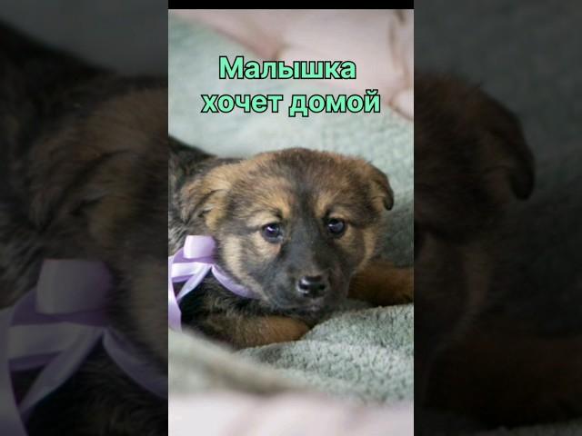 Восемь щенков сидят в сарае...