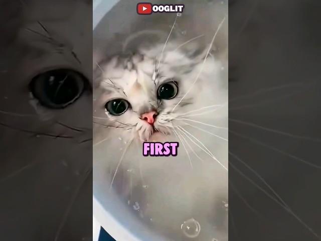 Water Cat