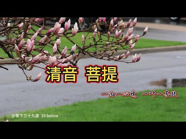 清音  菩提 （20230521），一曲一心境，一叶一菩提。静心，安神，悦耳。古筝，轻音。助眠减压。思念亲人。@零下三十九度  39 below