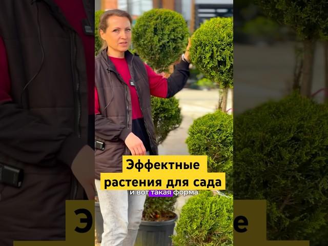 Самые эффектные растения для сада! #ландшафтныйдизайн  #озеленение #магнолия #дизайнсада #сад
