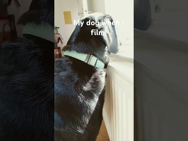 she is clingy #funny #dog