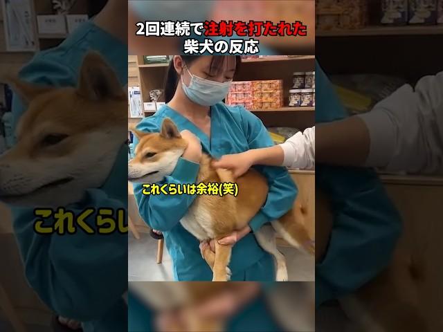 2回連続で注射を打たれた柴犬の反応