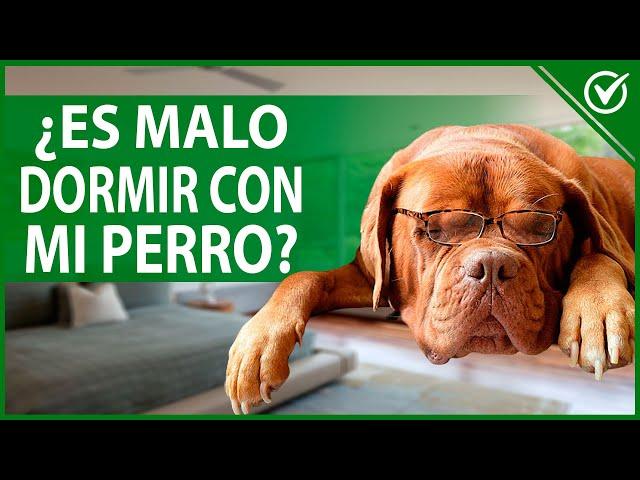  ¿Dormir con Perros es Malo? Conoce los Riesgos a tu Salud 