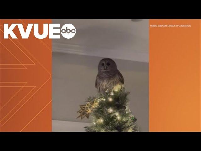 Owl lands atop family's Christmas tree in Virginia