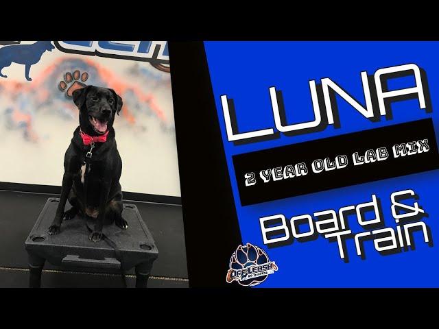 2yr Lab Mix (Luna) | Philadelphia Dog Trainers | Off Leash K9 Training, Philly