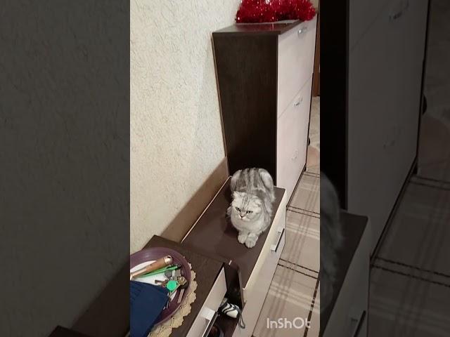 А у вас также?Встречает и провожает)) #нашажизньлн#домашниеживотные#кошкакейси#хозяйкадома