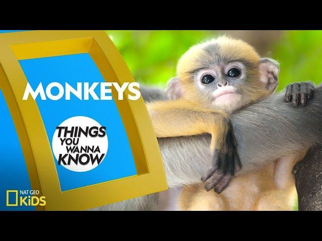 Cool Facts About Monkeys | Things You Wanna Know