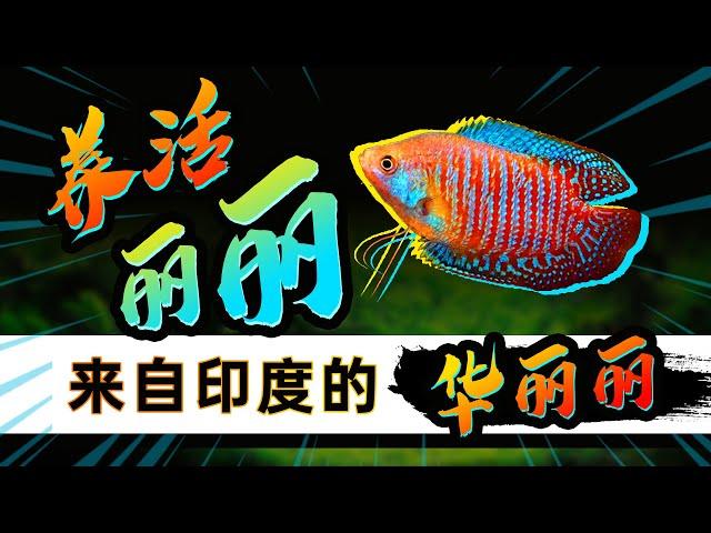 麗麗魚物美价廉，颜色媲美海水鱼的小型淡水鱼，丽丽鱼，非常好养，互动性还强，强烈推荐新手饲养