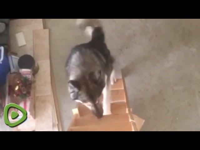 Smart husky learns how to climb ladder stairs