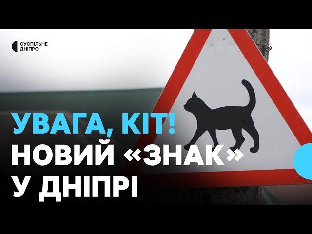 «Увага, кіт!» У Дніпрі встановили незвичайний дорожній знак задля безпеки тварин