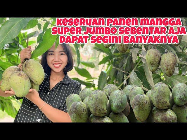 KESERUAN PANEN MANGGA SUPER JUMBO DAPAT SATU TAS FULL‼️