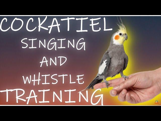 COCKATIEL BIRD SINGING and WHISTLE TRAINING SONGS - Budgie Parakeet Parrot Training⭐