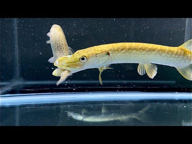 Northern Pike eats live Trout