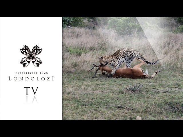 Worldclass sighting of leopardess taking down antelope- Virtual Safari #142