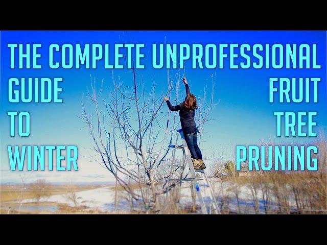 The Complete Unprofessional Guide to Winter Fruit Tree Pruning