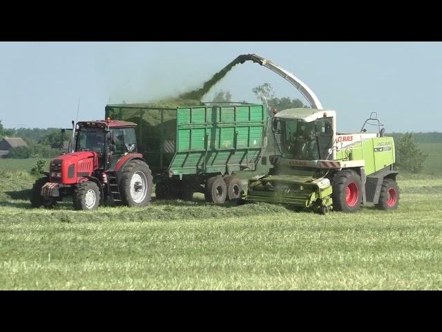 Heuernte. in Weißrussland. CLAAS Jaguar/MTZ