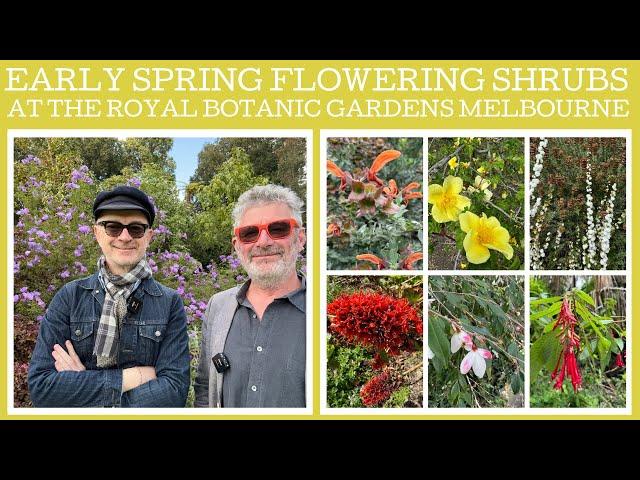 Eight early spring flowering shrubs at the Royal Botanic Gardens Melbourne!