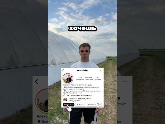 Выращивание тюльпанов. Выгонка тюльпанов Беларусь | Кто я