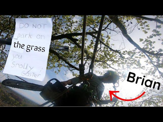 Arborist Demonstrates Mature Beech TREE Reduction