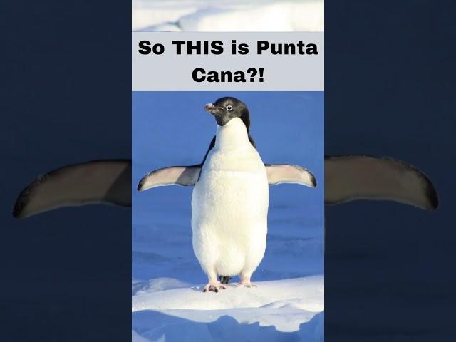 Unbelievable!.. Penguin visits Punta Cana for first time!